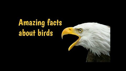 Amazing facts about birds