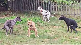 New Funny Animals 😂 Funniest Cats and Dogs Videos 😺🐶 Part 55