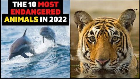 Top 10 Most Endangered Animals