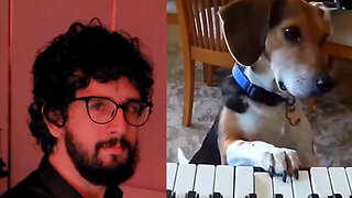 piano dog