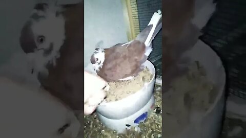 I hatched bantam egg with my fancy pigeon #birds #pigeon #chicken #bird #cutebirds #vlog #chick