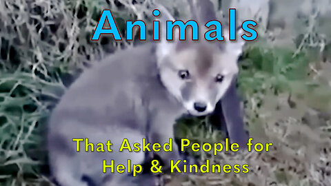 35 Animals That Asked People for Help & Kindness