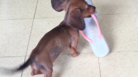 Miniature Dachshund puppy hilariously steals flip flop