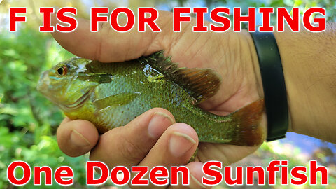 One Dozen Sunfish