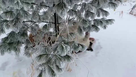 St Bernard- Baby Walter snow covered slow motion shake