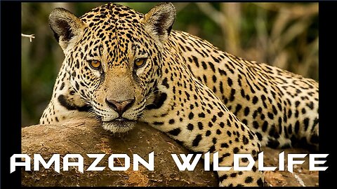 Amazon wildlife (documentary)