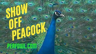 Show Off Peacock, Peacock Minute, peafowl.com