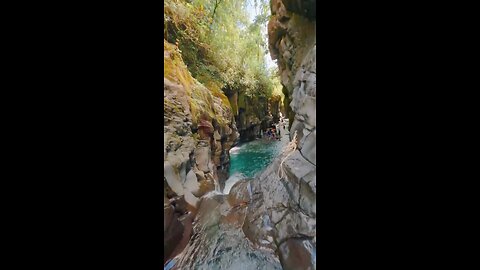 Macho de Monte Canyon in Panama. Real Nature🐾