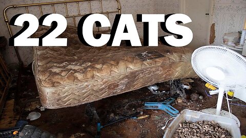 Animal Hoarder House- 22 cats