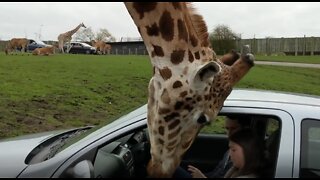 Giraffe vs window