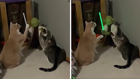 Curious Cats Get Awesome Lightsaber Training From Yoda