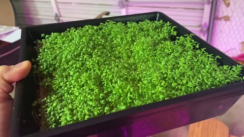 Ebb and Flow MicroGreens Success - New Home Scale Indoor Vertical Hydroponics Farm - Part Six