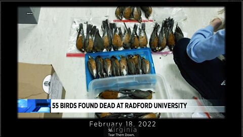 Birds worldwide killed by the evils frequency weapons