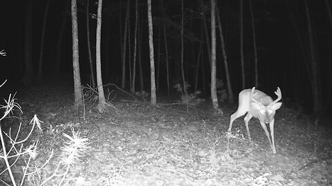 8 Point Buck On Trail Camera