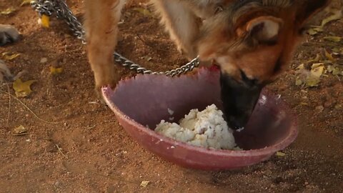 Close shot of German shepherd eating rice