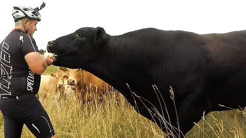 Hungry Bull Steals Cyclist's Sandwich Out Of His Hand