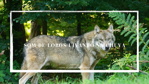 Wolf Howling in the Rainy Forest | Lobo Uivando Relax