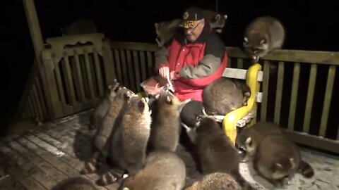 Feeding hotdogs to WILD raccoons!