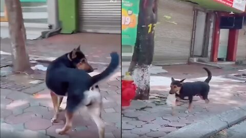 This Dog Buys A Beer Can For His Dad in Quarantine Period