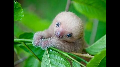 Baby Sloths Being Sloths - FUNNIEST Compilation