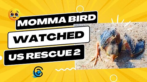 Momma Bird Watched Us Rescue Fallen Nestlings