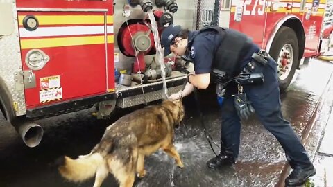 NYPD Officer gives K9 German Shepard a drink from water pouring from Firetruck