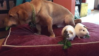 Dog Loves His Guinea Pig Friends And Their Salad Snacks