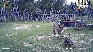 Leopard And Cub In The Bush Camp - Camera Trap Footage Part 9: 24 - 29 November 2012