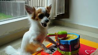 Musical dog plays piano and drums simultaneously