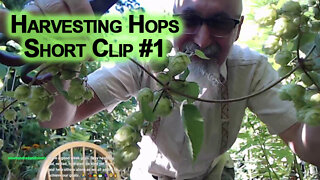 Harvesting Hops, Short Clip #1 [ASMR, Clicking Sounds, Chill, Relaxing, Patio Gardening]