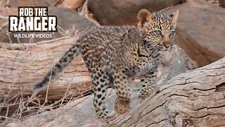 Leopard And Cub | Buffalo Springs | Zebra Plains On Tour