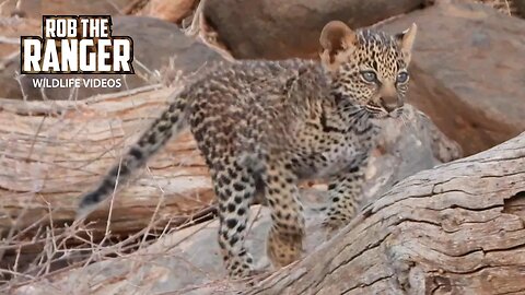 Leopard And Cub | Buffalo Springs | Zebra Plains On Tour