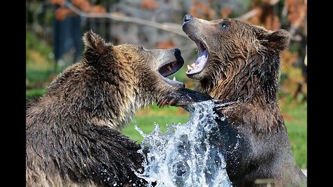 Bears In Canada