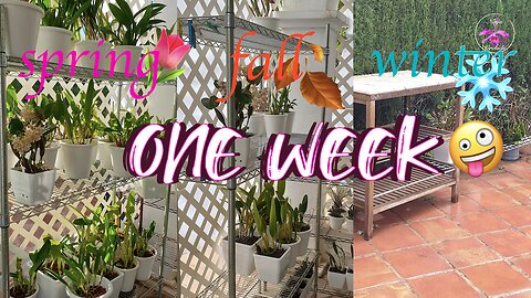 A Week with my Orchids🌸 & Tripolar Weather Conditions ☀️☁️🌨️ Grow Orchids Challenges #ninjaorchids