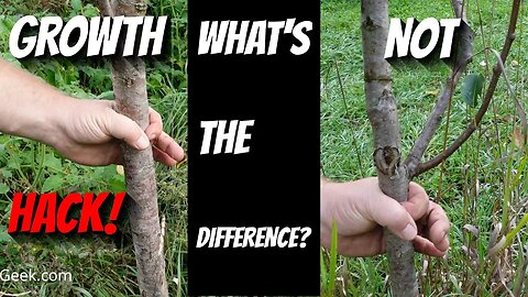 Pear Tree HACK! Why one Tree Had Supercharged GROWTH, and the Other Didn't!