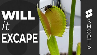 Venus Flytrap Vs Fly - Will It Escape? | Carnivorous Plants Eating #Short