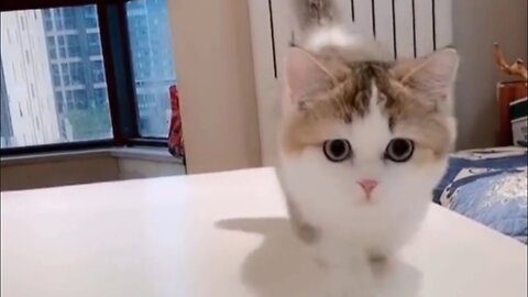 Cute & funny cat videos complication #2