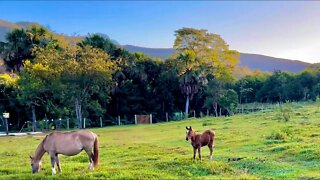 Farm Ambient Sound