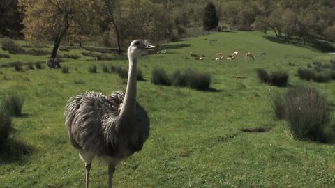 Curious Ostrich On Farm Walks Up To Camera