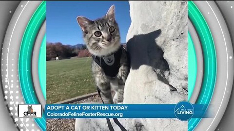 Adopt a Cat or Kitten // Colorado Feline Foster Rescue