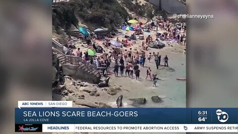 Sea lions put scare into La Jolla Cove visitors