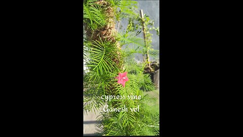 Terrace garden video @indori_terrace_garden