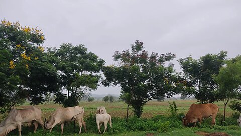 "In the field, the farmer's animals are eating grass."