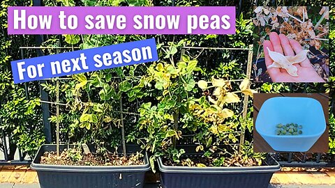 Saving snow pea seeds at home for next year
