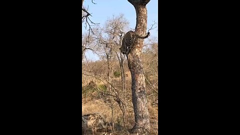 Leopard Thinks Twice About Jumping On Hyena