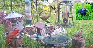 Florida Bird Feeder SWFL Live Camera HD