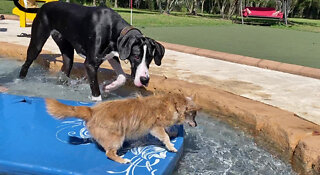 Curious Great Dane watches Chihuahua float in the pool