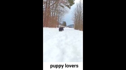 Dog puppy playing in the snow#vira 🦮🦮🦮