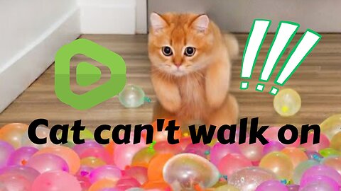 Haha, cats and balloons don't mix well! 🎈🐱 It's like a hilarious game of "pop the balloon" for them!