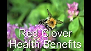 Red Clover Benefits For Health